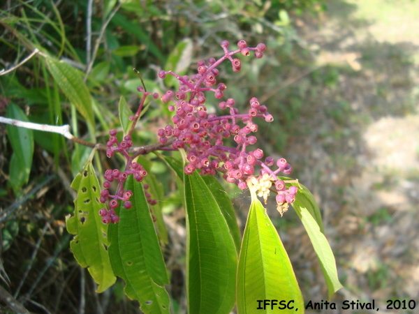 Miconia latecrenata