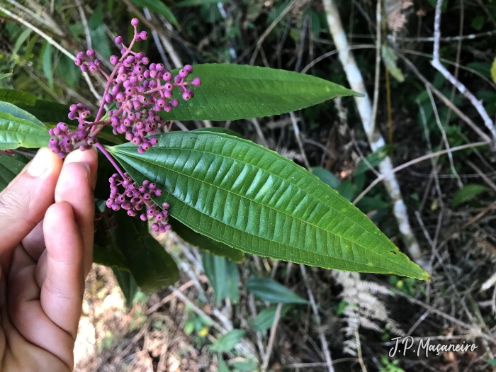 Miconia latecrenata