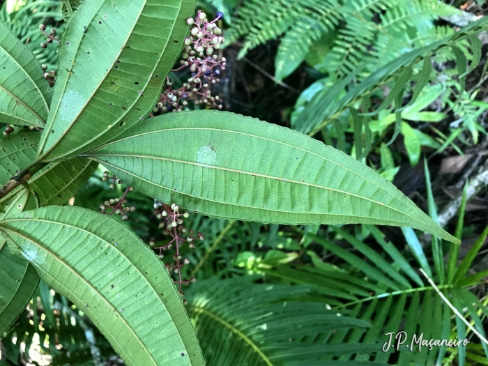 Miconia latecrenata