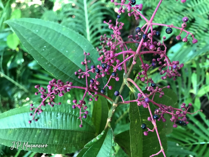 Miconia latecrenata