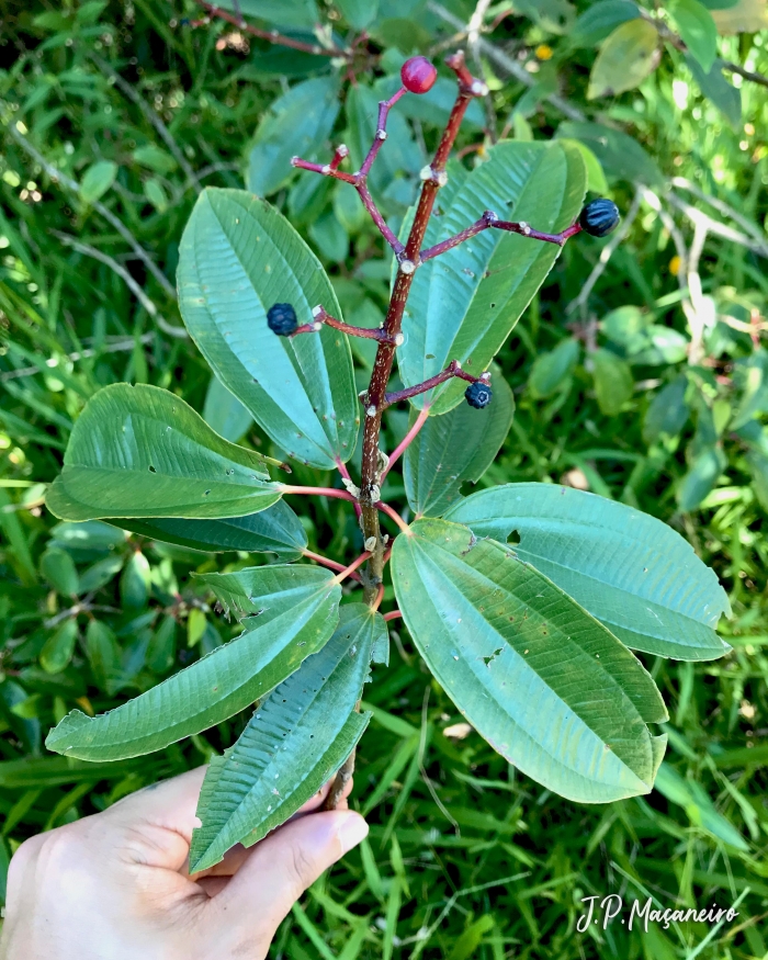 Miconia ligustroides