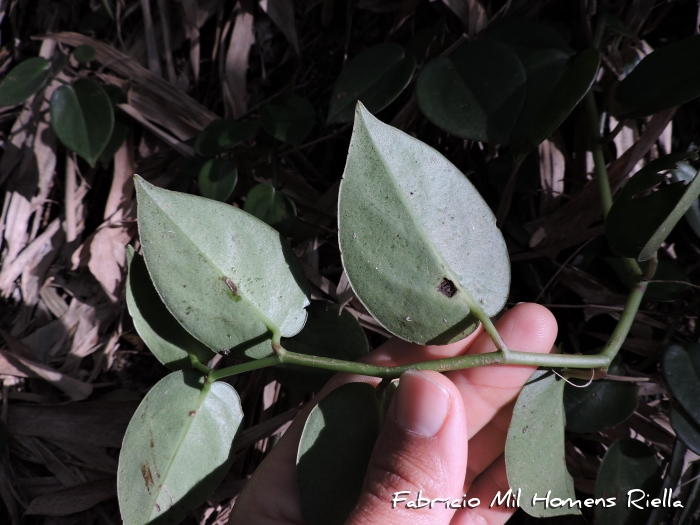 Peperomia nitida