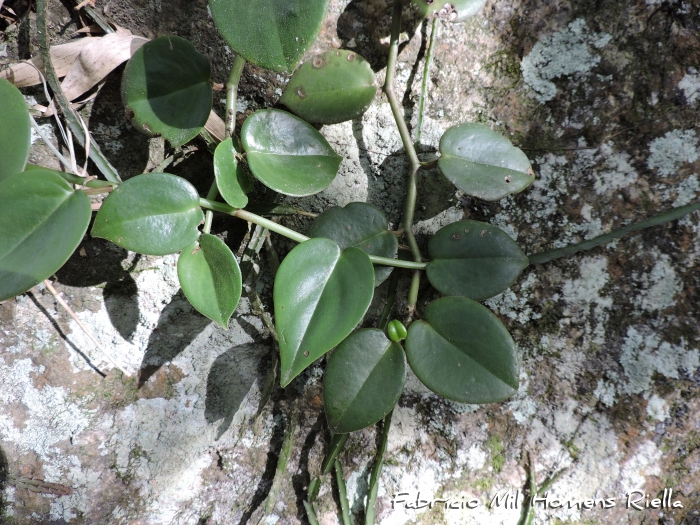Peperomia nitida