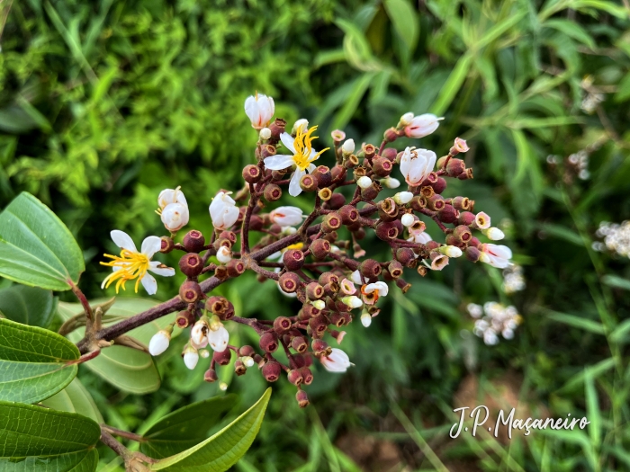 Miconia ligustroides