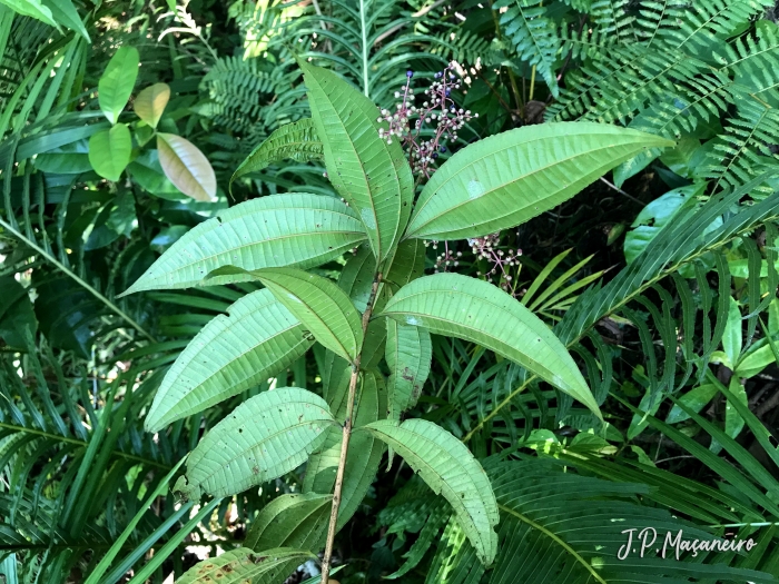 Miconia latecrenata