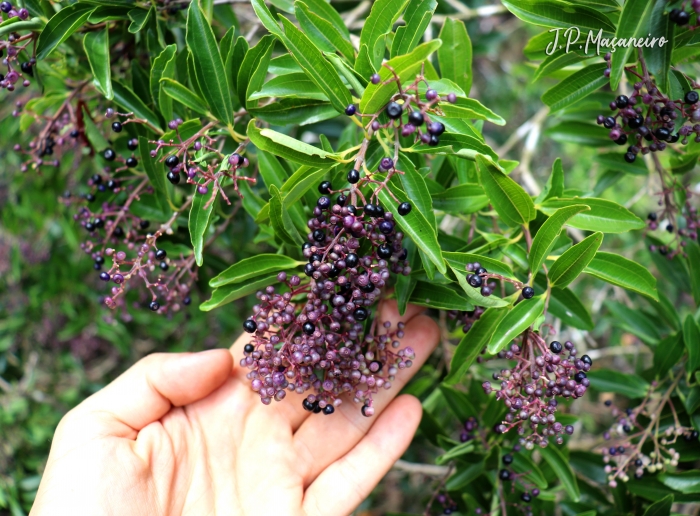 Miconia ligustroides