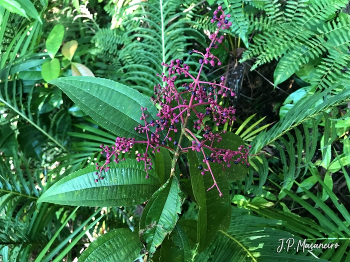 Miconia latecrenata