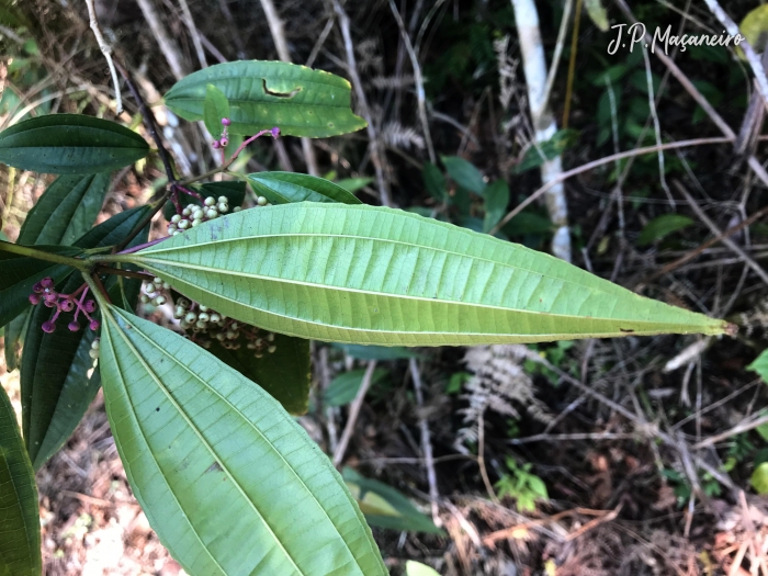 Miconia latecrenata