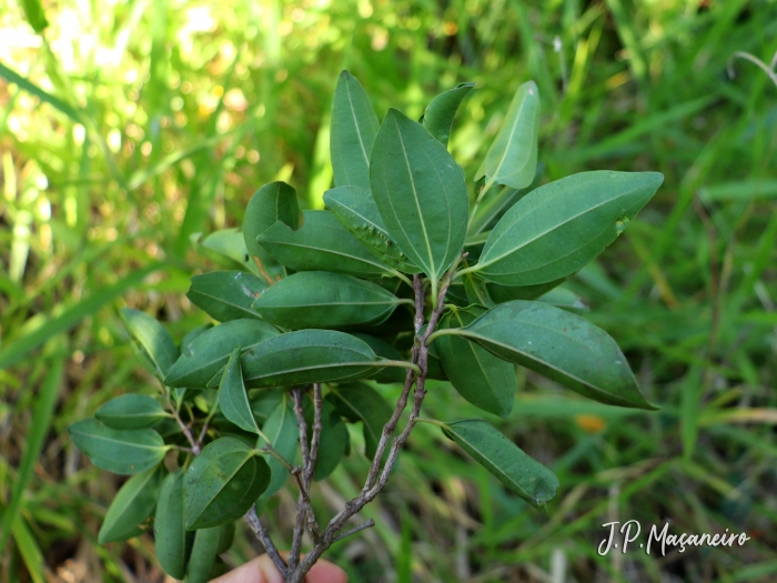 Miconia ligustroides