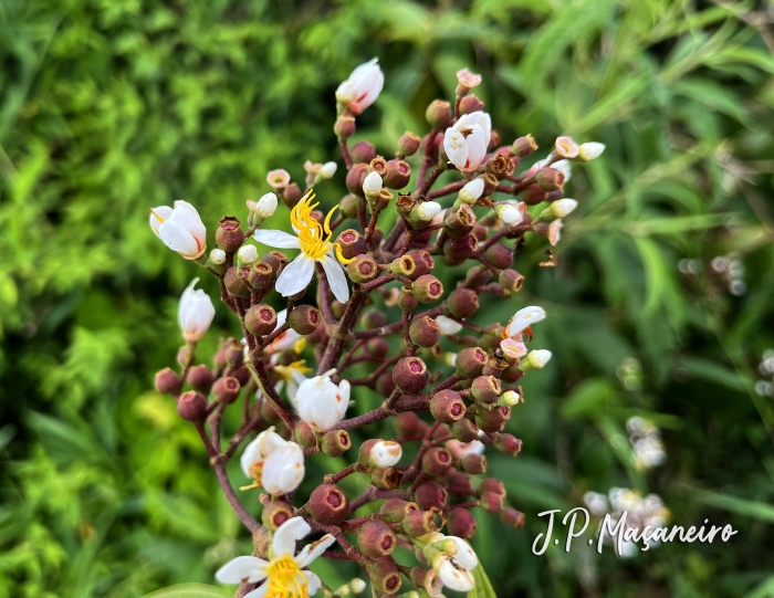 Miconia ligustroides