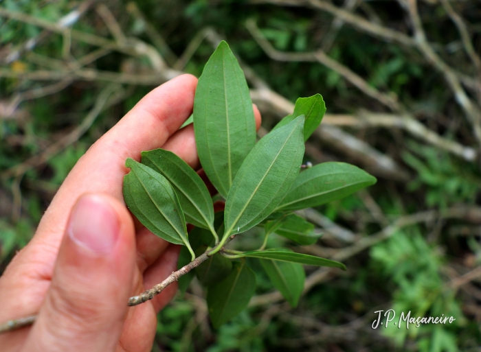 Miconia ligustroides