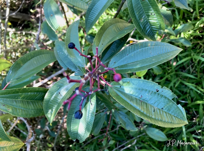 Miconia ligustroides