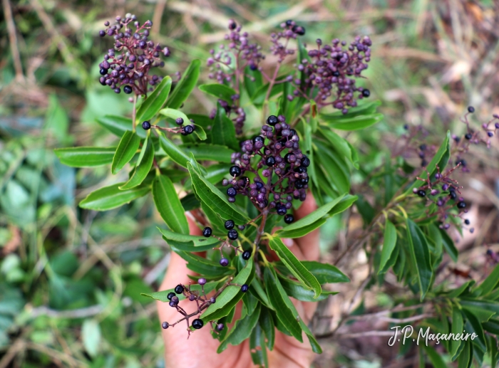 Miconia ligustroides