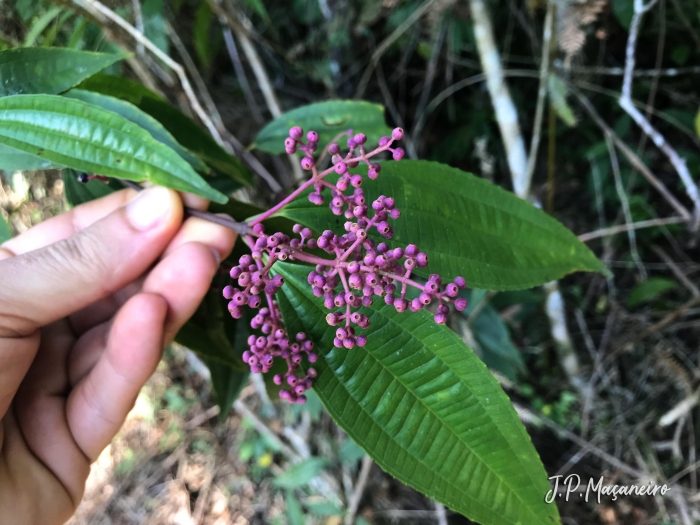 Miconia latecrenata