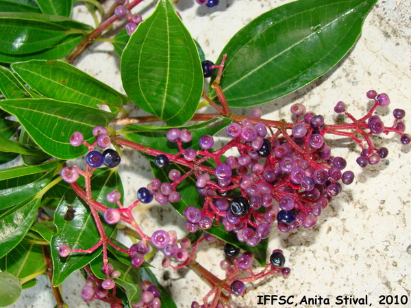 Miconia ligustroides