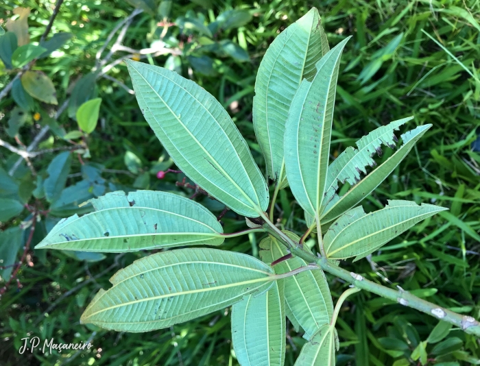 Miconia ligustroides