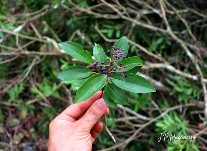 Miconia ligustroides