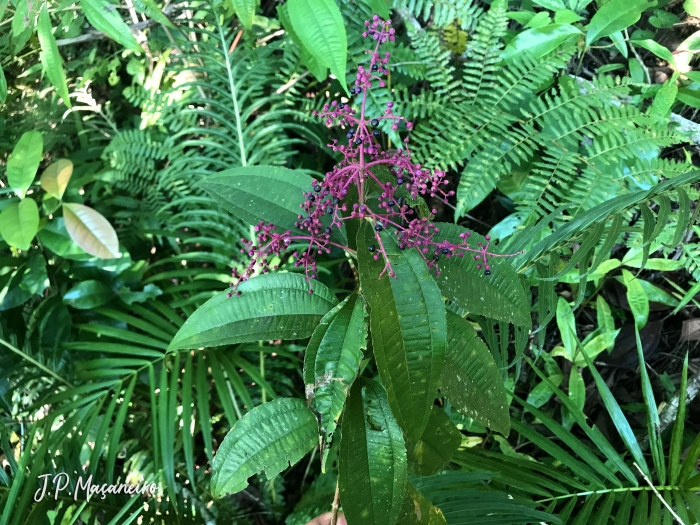 Miconia latecrenata