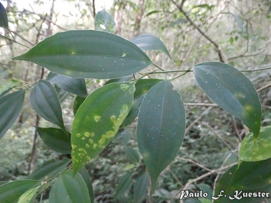 Miconia petropolitana