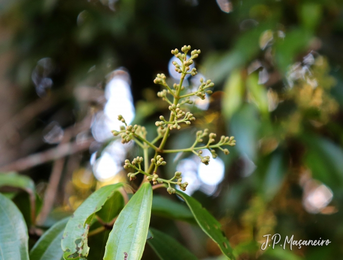 Miconia pusilliflora