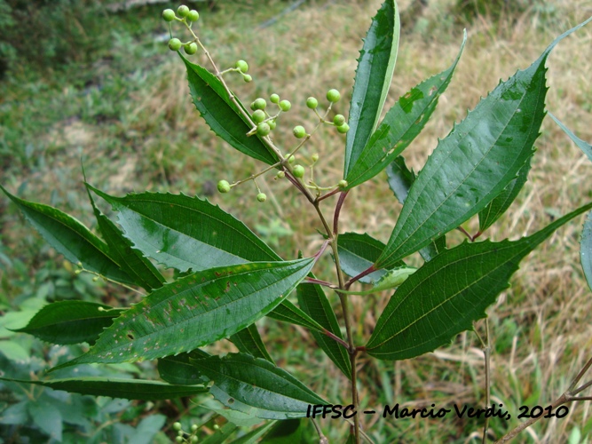 Miconia pusilliflora