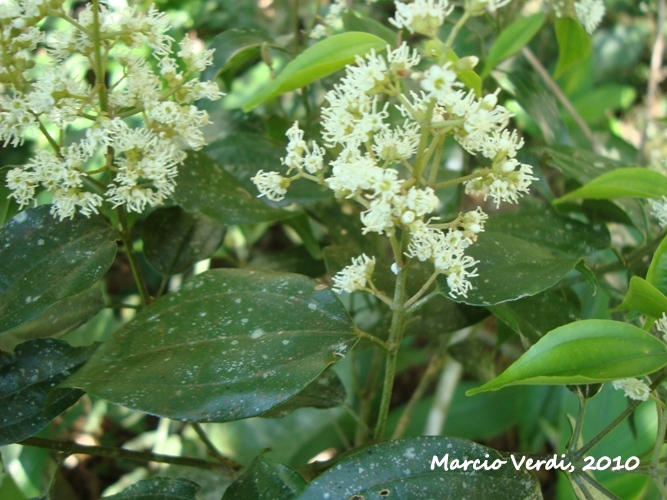 Miconia petropolitana