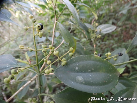 Miconia petropolitana