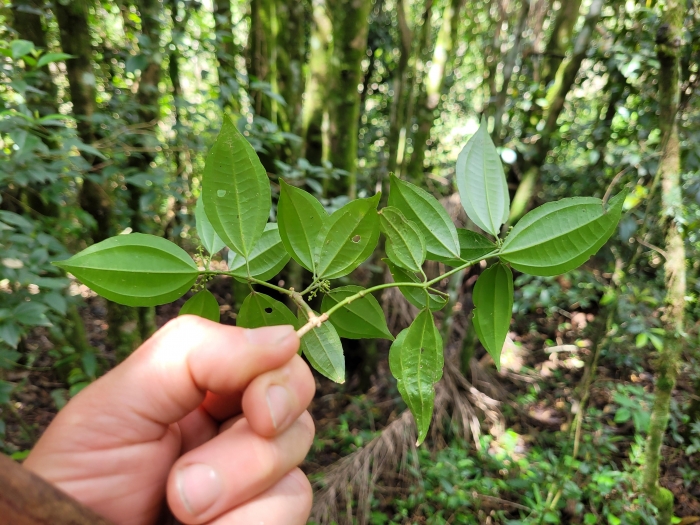 Miconia petropolitana