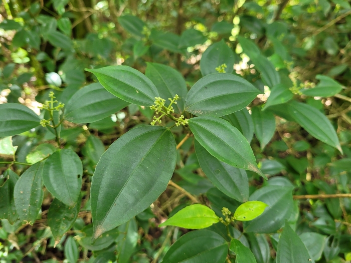 Miconia petropolitana