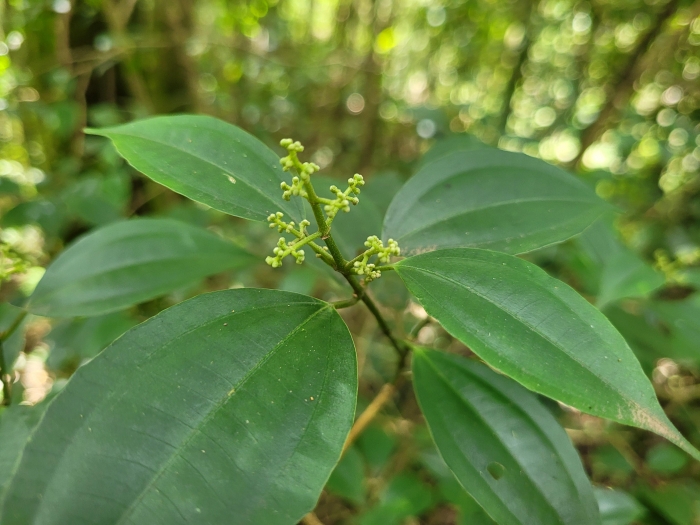 Miconia petropolitana