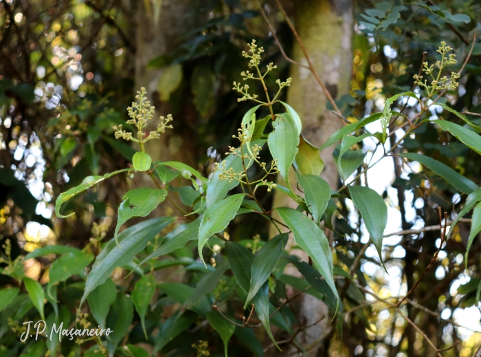 Miconia pusilliflora