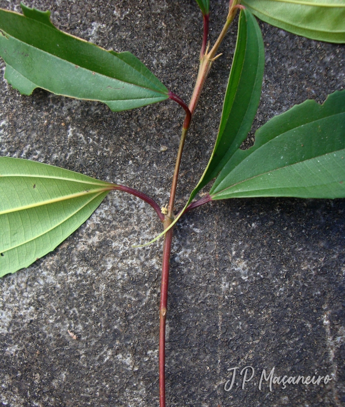 Miconia pusilliflora