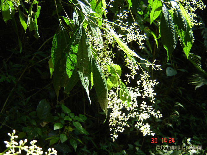 Miconia pusilliflora