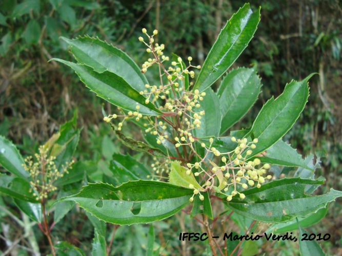 Miconia pusilliflora