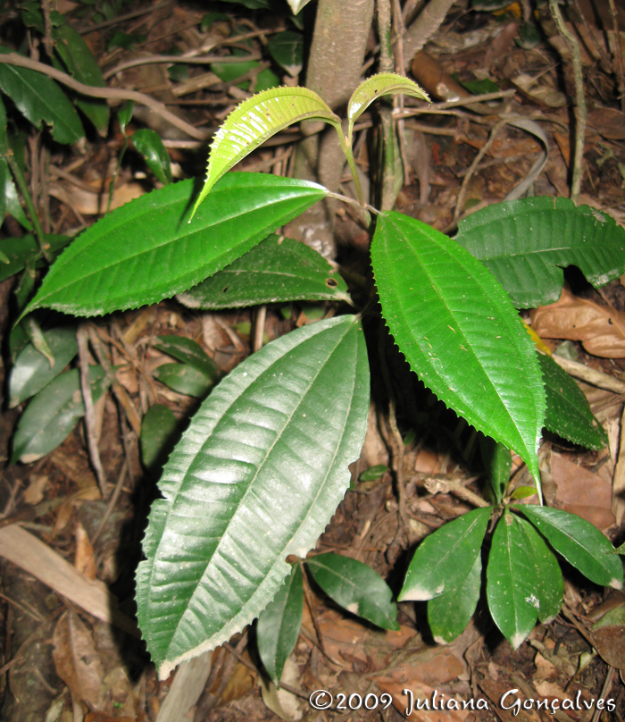 Miconia cinerascens