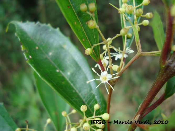 Miconia pusilliflora