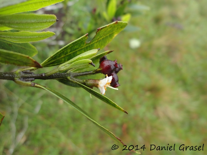 Miconia ramboi