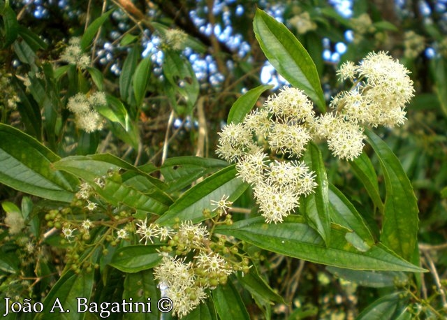 Miconia sellowiana