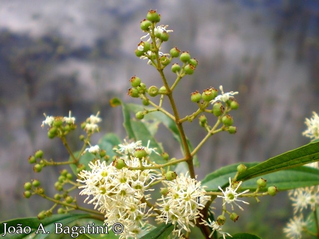 Miconia sellowiana