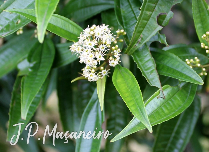 Miconia sellowiana