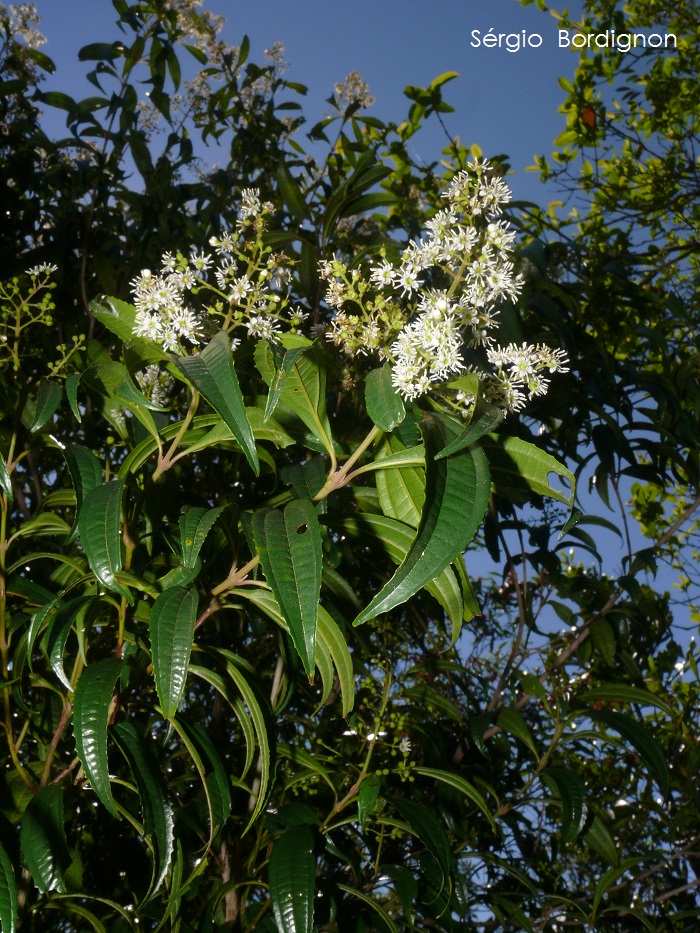 Miconia sellowiana