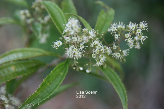 Miconia sellowiana