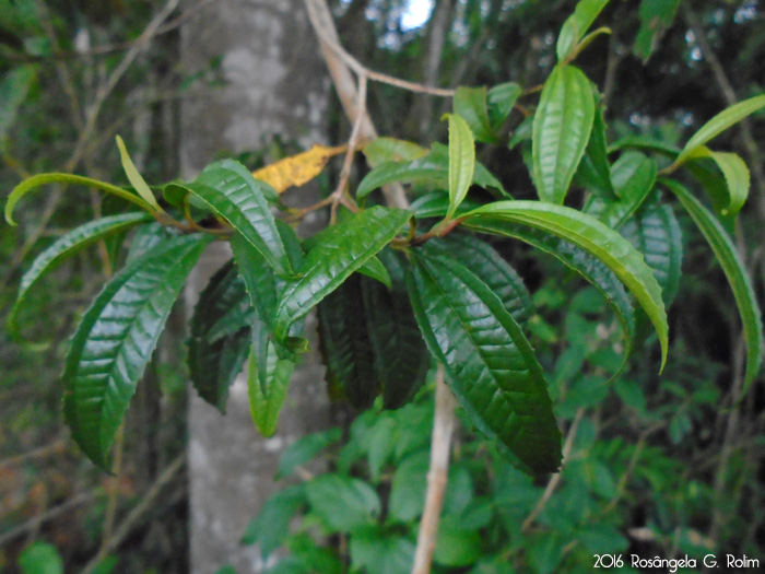 Miconia sellowiana