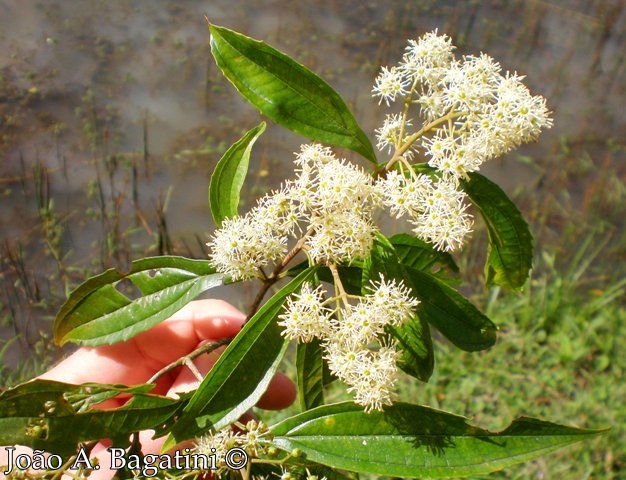 Miconia sellowiana