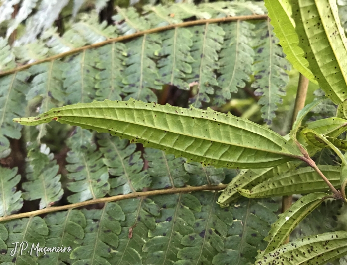 Miconia sellowiana