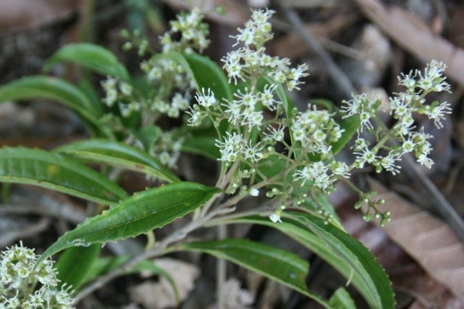 Miconia sellowiana