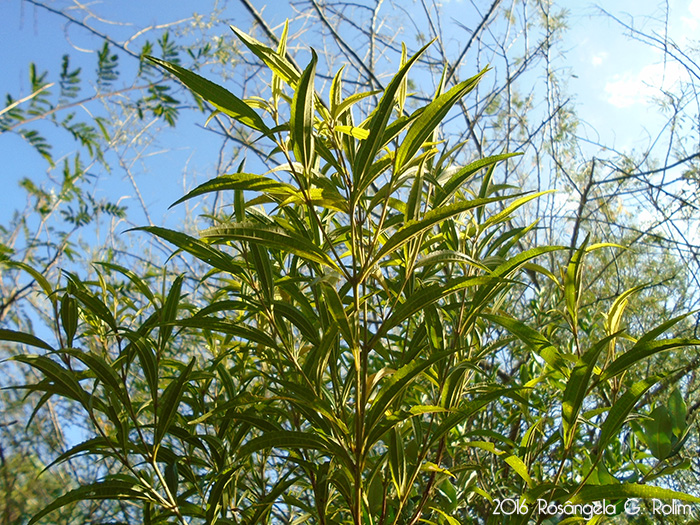 Miconia sellowiana