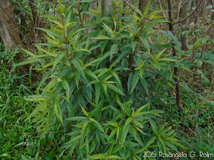 Miconia sellowiana