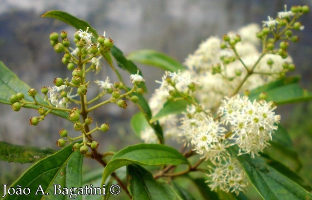 Miconia sellowiana