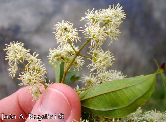 Miconia sellowiana